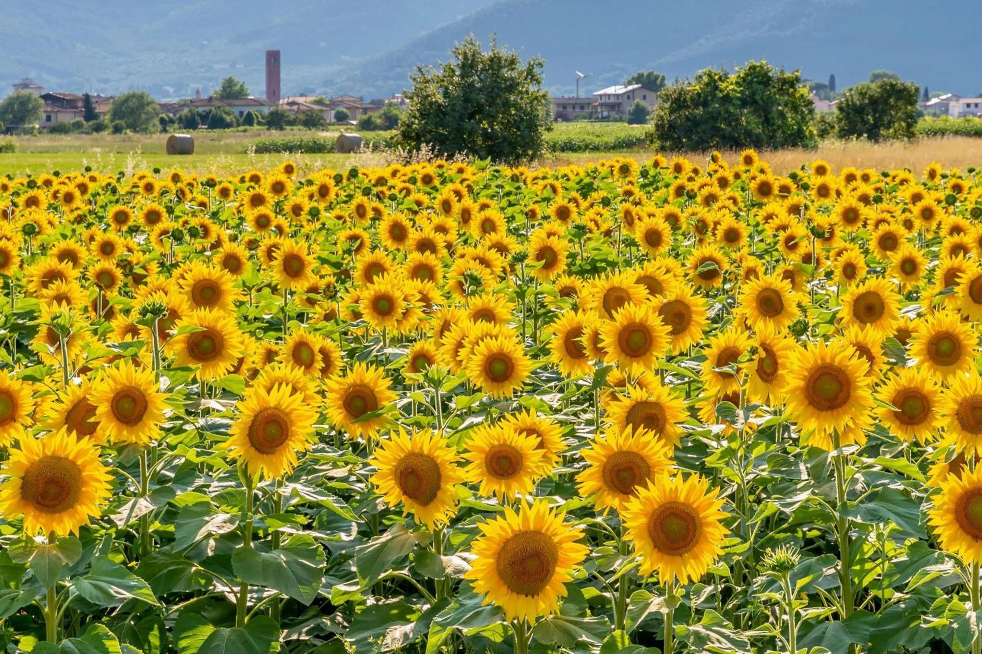 Villa Lisa Bientina Esterno foto